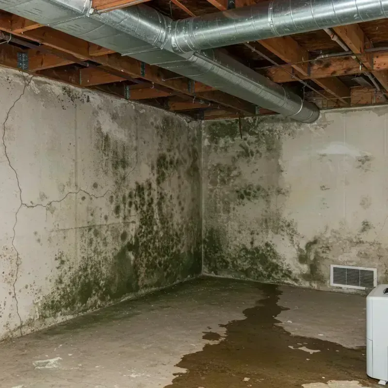 Professional Mold Removal in Knox County, NE